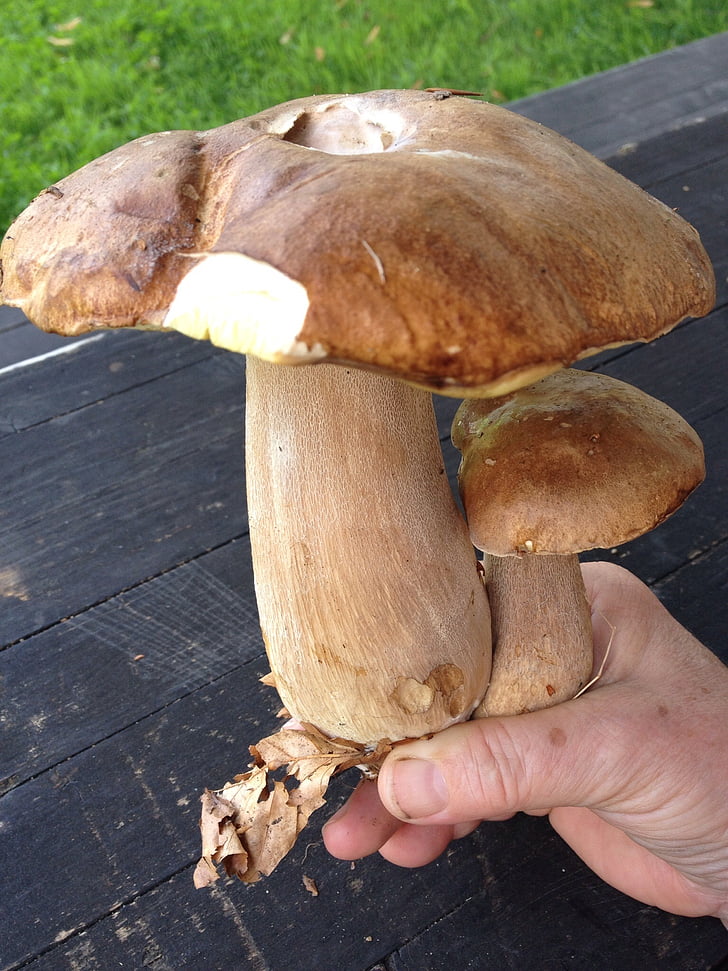 гриби білих грибів, Гриб, коричневий, їсти, смачні, харчові, Природа