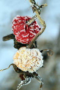 petits fruits, petits fruits congelés, Rose musquée, gelée d’églantier, hiver, gel, fermer