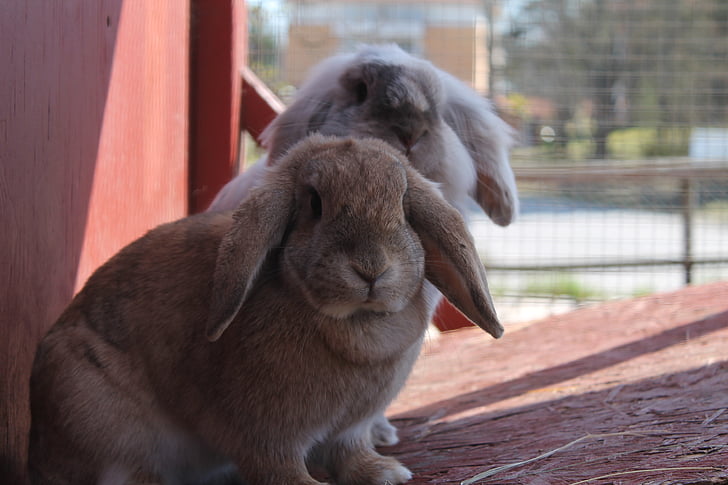 กระต่าย, กระต่าย, น่ารัก, กระต่าย, สัตว์, มีความสุข, สีขาว
