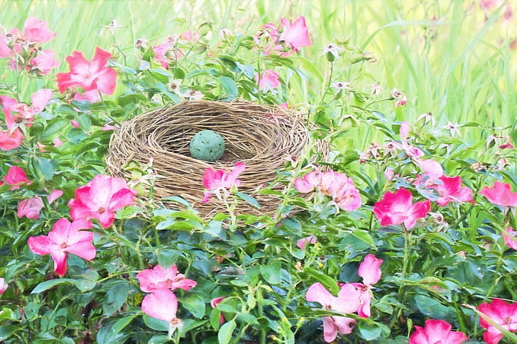 madár fészek, Madárfészek, vörösbegy-tojás, madár tojás, tavaszi, rózsaszín virágok, fészek
