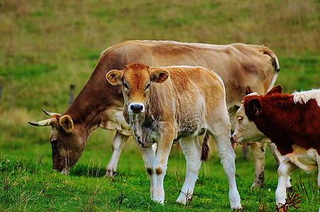 วัว, allgäu, วัว, น่ารัก, สัตว์เคี้ยวเอื้อง, โคนม, ทุ่งหญ้า