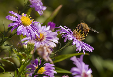 aster, hoverfly, mimicry, violet, autumn, garden, blossom