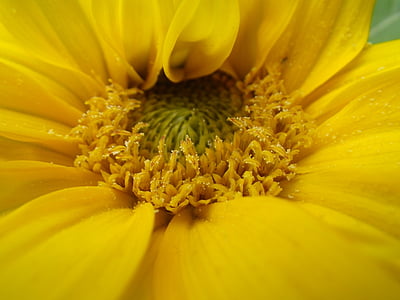 cvijet, žuta, cvijet, cvatu, Zatvori, proljeće cvijet, priroda