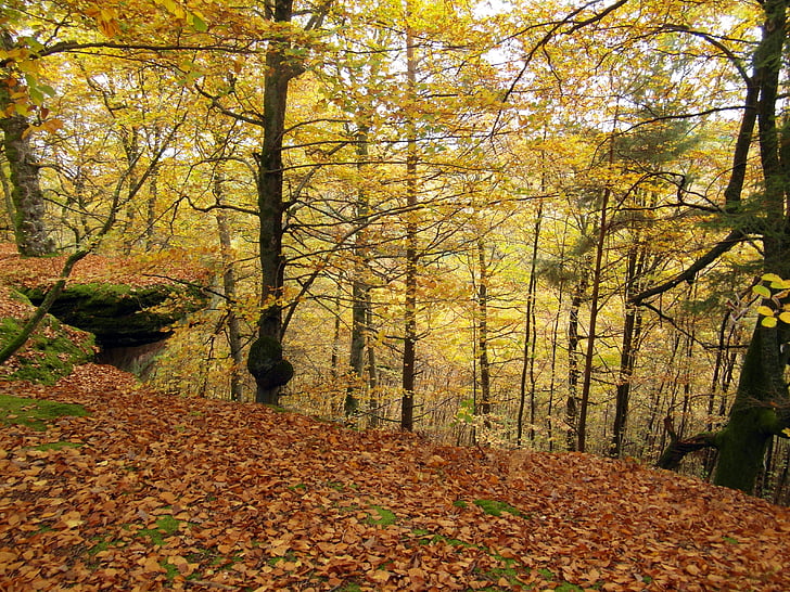 tree, emerge, autumn, forest, rock, colorful, yellow