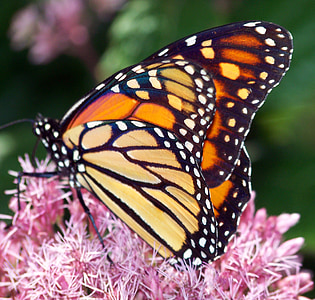 kupu-kupu, Monarch, serangga, Orange, sayap, bug, satwa liar