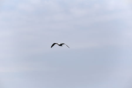 animal, bird, flying, gull, seagull, sky, waterfowl