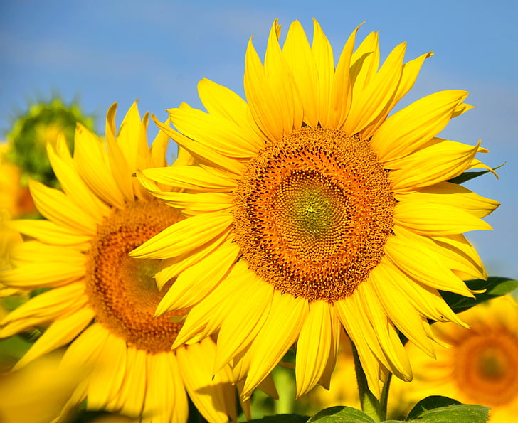 girassol, flor amarela, campo de girassol, amarelo, natureza, Verão, agricultura