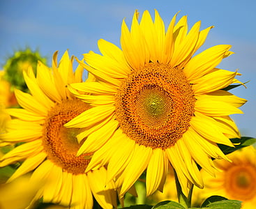 sunflower, yellow flower, sunflower field, yellow, nature, summer, agriculture