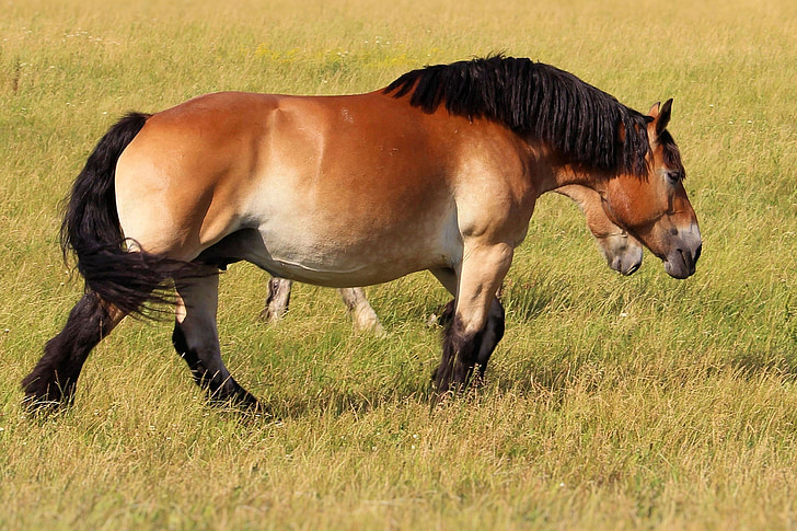 kaltblut, horse, mare, pasture, cold blooded animals, mane, paddock