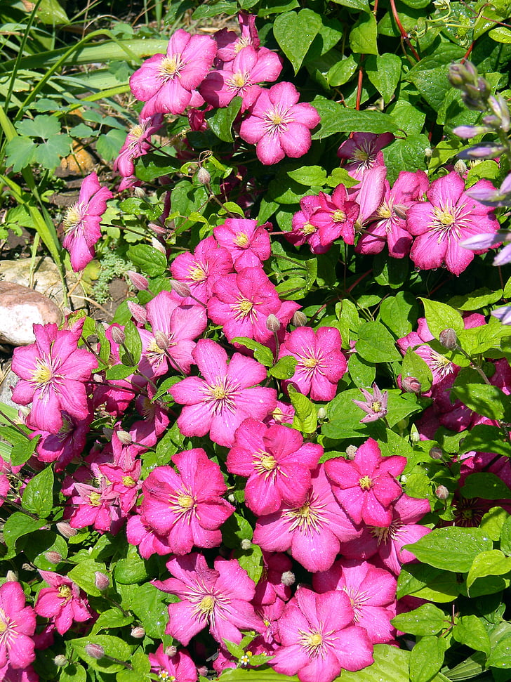 Clematis, Bloom, clematis rosa, fiore, fiore rosa, foglie, fiore del giardino