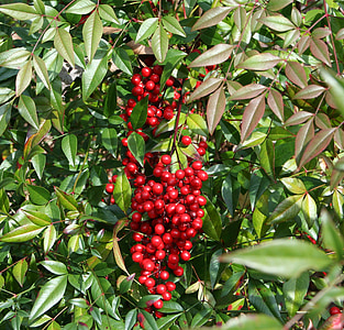 Beeren, Nandina, rot, Natur, Blätter, Anlage, Ornamental