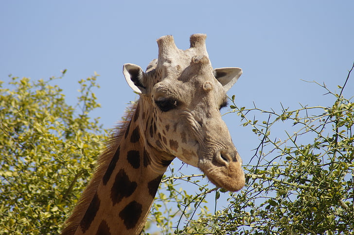 giraffe, head, neck, male, animal, wild, nature