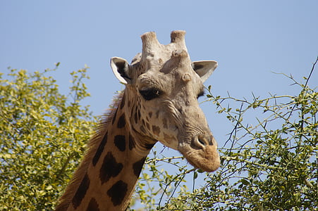 giraf, hoved, hals, mand, dyr, vilde, natur