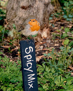 Robin, rødstrupe, fuglen, rubecula, natur, dyreliv, Storbritannia