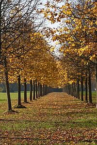 jeseni, listi, listov, barve, rumena, drevo, oranžna