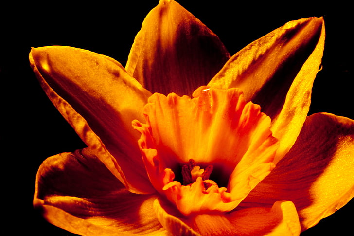 Нарцис, цвете, Пролет, жълто, природата, osterglocken, Нарцис pseudonarcissus
