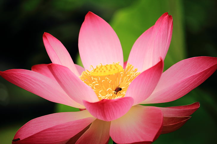 Lotus, daechung, Lotus village, virágok, rózsaszín, rovarok, Cserepes növény