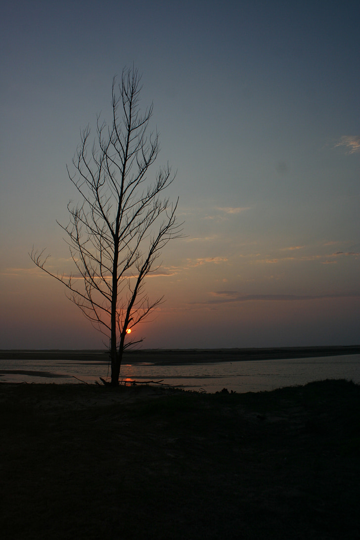 sunset, tree, dusk