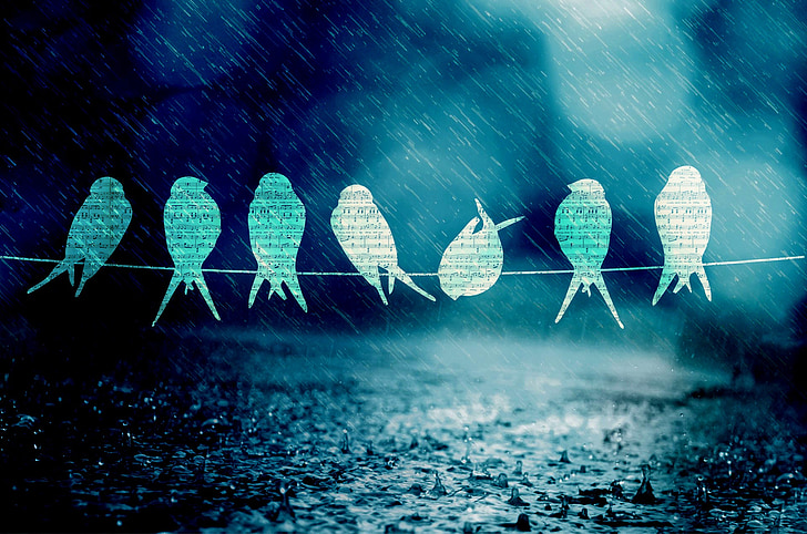 ocells, cançó, música, pluja, blau, llum