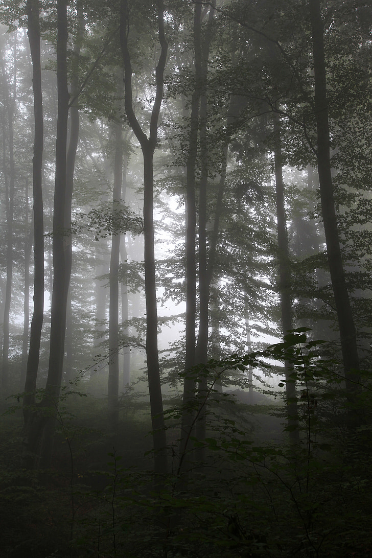 forest, autumn, fog, trees, nature, branch