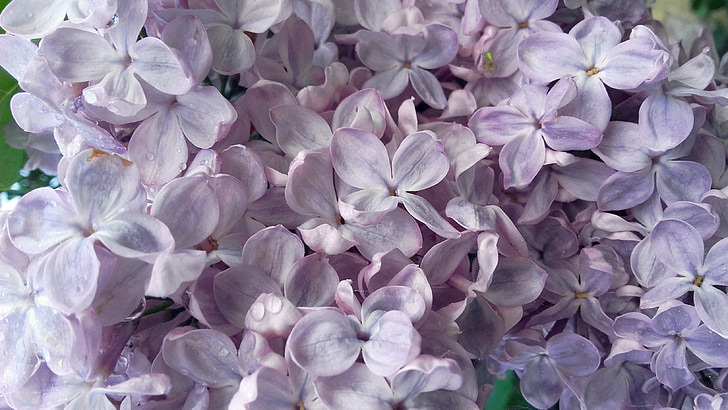 tanpa, ungu, mungkin, berbunga, Bush, musim semi