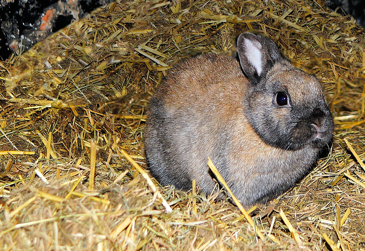 hare, stall, straw, hay, portrait, curious, attention