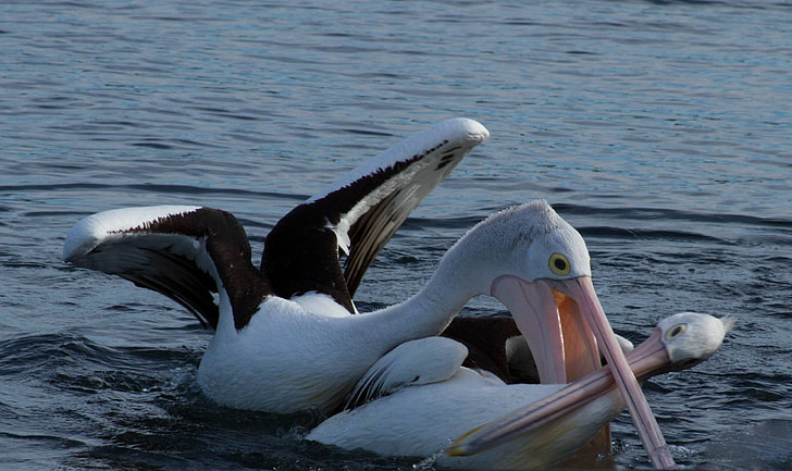 hungry, pelican, attack, animal, water, water bird, pelecanidae