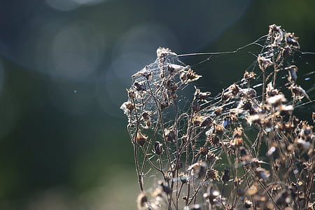 herfst, spinnenwebben, Jacob ragweed, verschoten, Raagbol, spinnenwebben, natuur