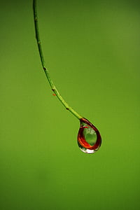drop, wet, rain, red, plant, water, green