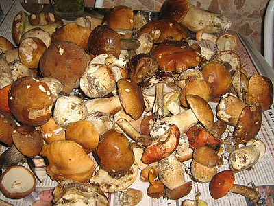cogumelos, natureza, Outono, cogumelo branco