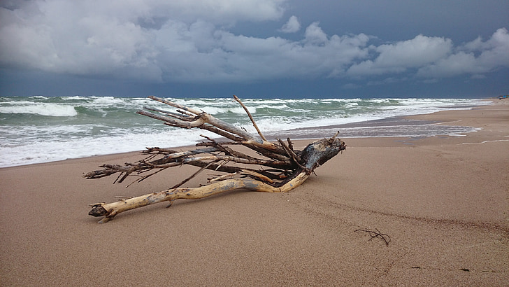 eteenpäin, Beach, Driftwood