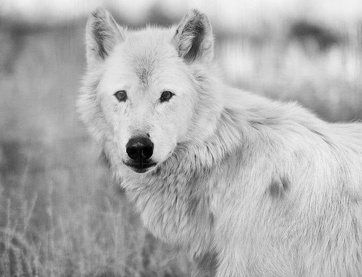 serigala, putih, alam, fauna, kehidupan liar, PLUME, hewan
