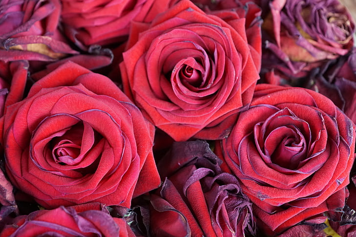 Rosen, Blumen, rot, Natur, zum Valentinstag, Hochzeit, Strauß