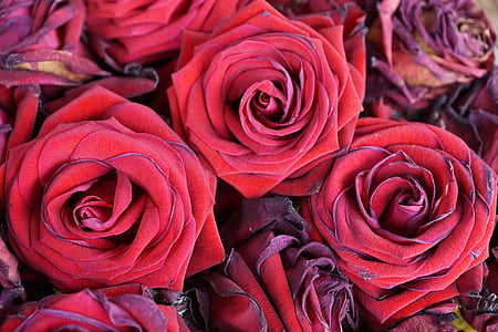 rozes, ziedi, sarkana, daba, Valentīna diena, kāzas, Strauss
