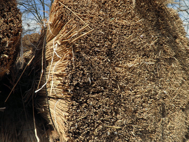 Reed, Grass, Dachmaterial, Natur, trocken, goldbraun, Bedachung