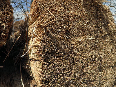 Reed, hierba, material de cubierta, naturaleza, seco, marrón dorado, material para techos