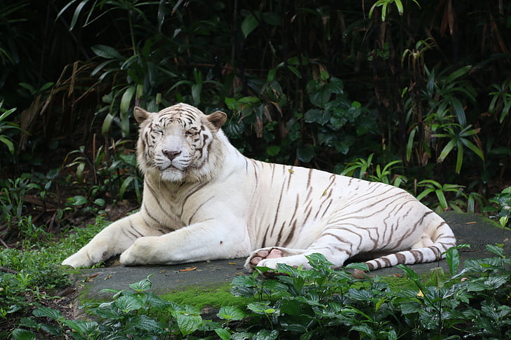 tigar, bijeli, životinja, divlje, mačka, biljni i životinjski svijet, sisavac
