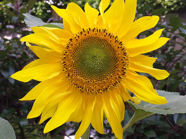 Sun flower, kwiat, żółty, kwiat, Bloom, Natura