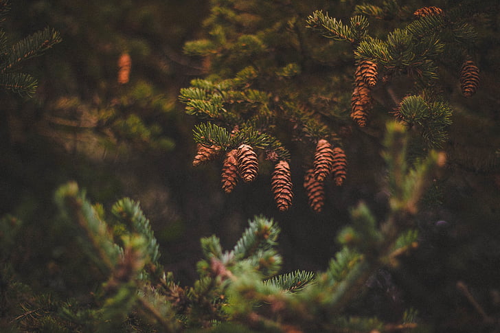 view, brown, pine, cones, cone, green, tree