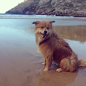 kutya, Beach, boldog, nyári, állat