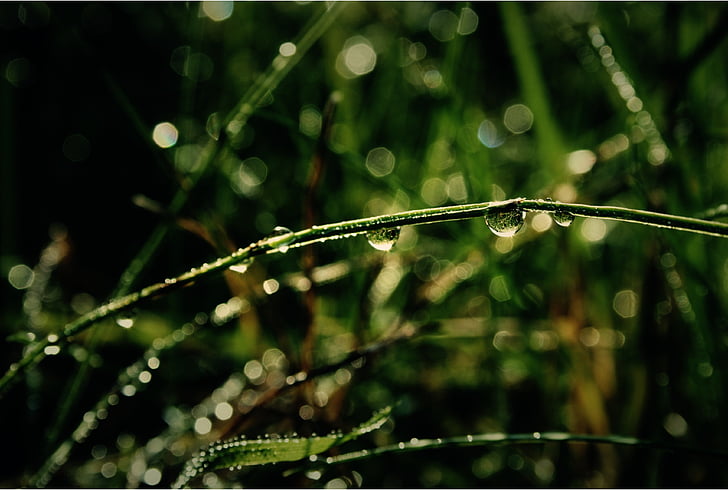 fű, zöld, eső, csepp víz, természet, növény, rét