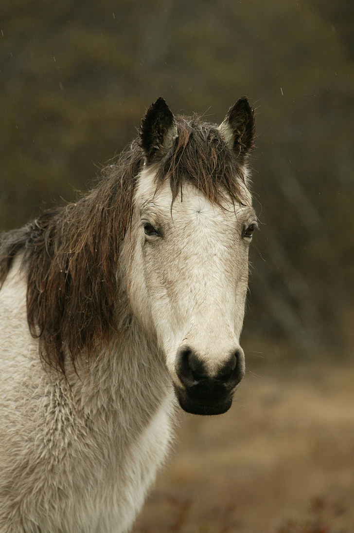 ngựa hoang, mưa, ẩm ướt, chân dung, đóng, đầu, pony