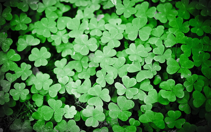 Čtyřlístek, zelená, závod, Patrick, svátek, list, Irsko