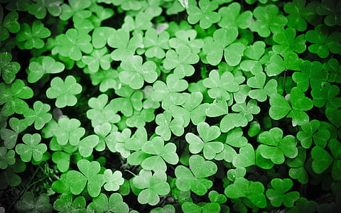 detelj, zelena, rastlin, Patrick, počitnice, listov, Irska