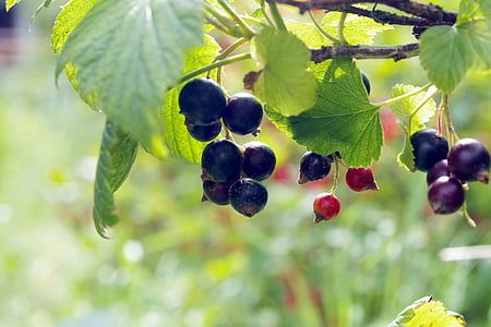 svarta vinbär, vinbär, naturliga, friska, mat, trädgård, Ledsen