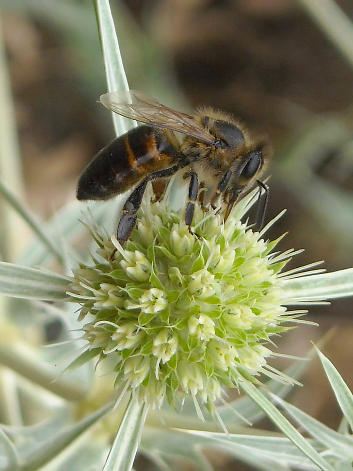 Bee, insect, Closeup, vliegende insecten, zomer, bloem, nectar