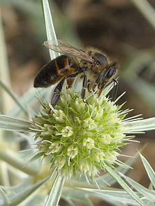 abeille, insecte, Closeup, insecte volant, été, fleur, nectar