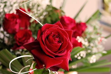 квітка, цвітіння, цвітіння, Троянда, Природа, завод, день матері