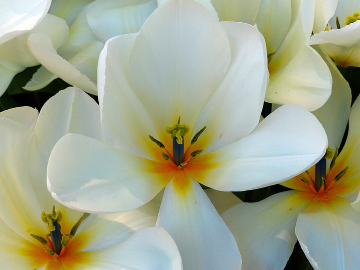 Plumeria rubra kao Syl, fleur de frangipanier, Blossom, Bloom, blanc, fleur blanche, printemps