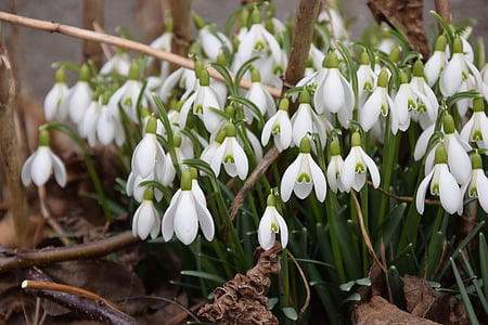 snowdrop, spring, signs of spring, nature, march, february, plant